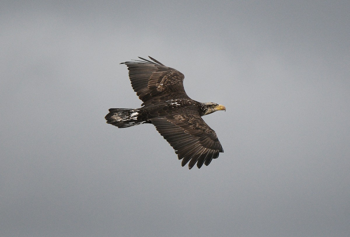 Bald Eagle - ML647543169