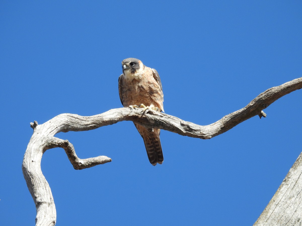 Australian Hobby - ML647543174