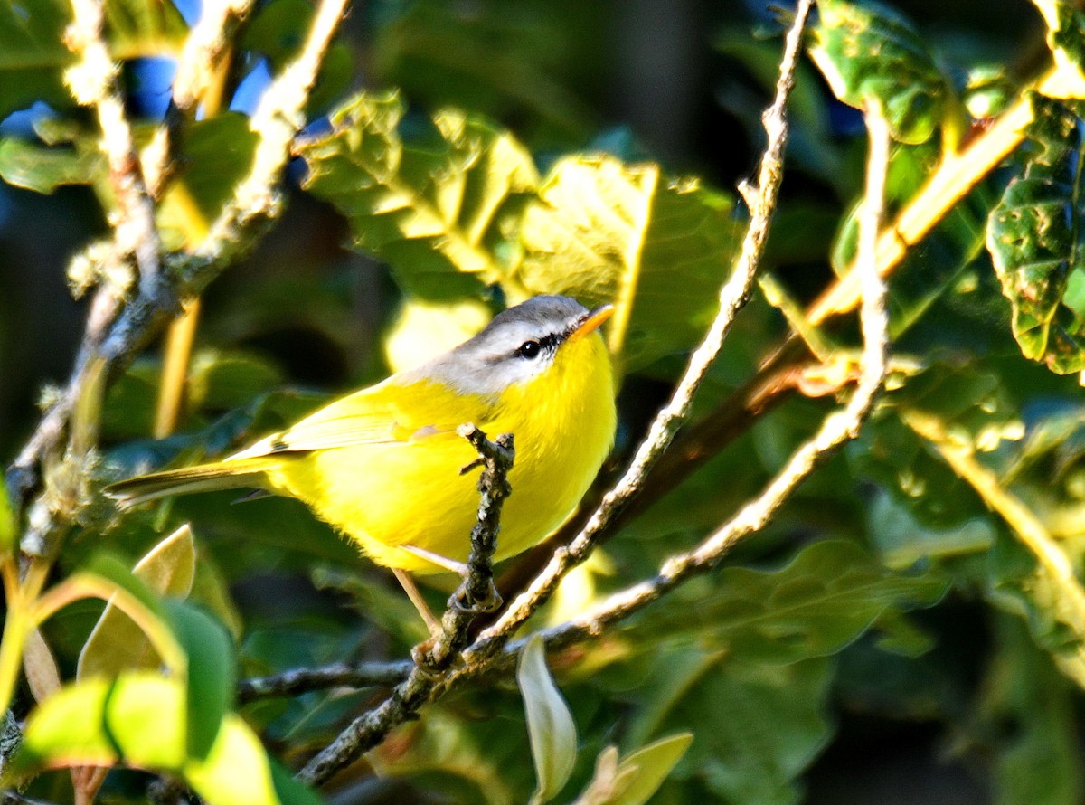 Gray-hooded Warbler - ML647543197