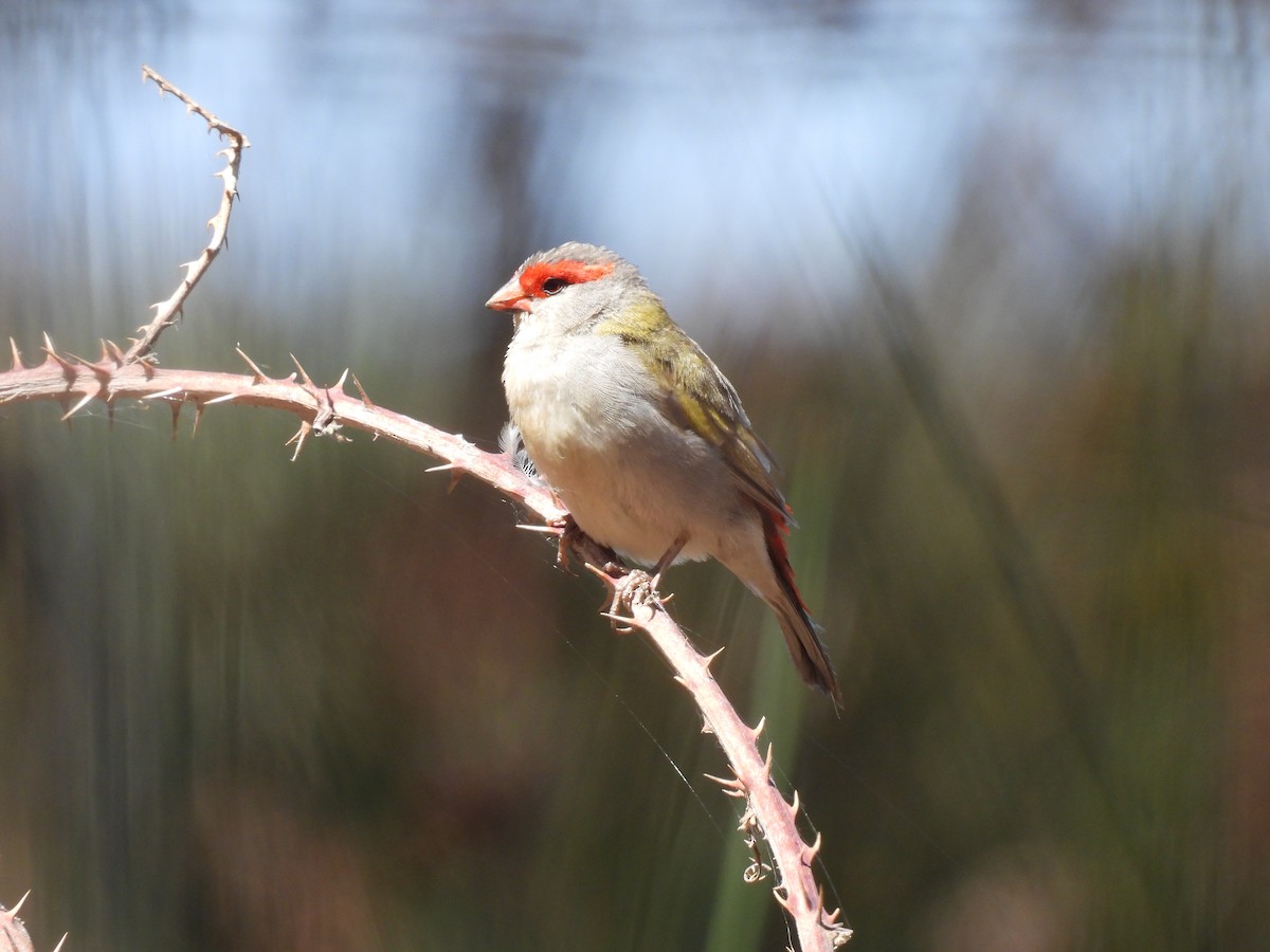 Red-browed Firetail (Gray-vented) - ML647543199