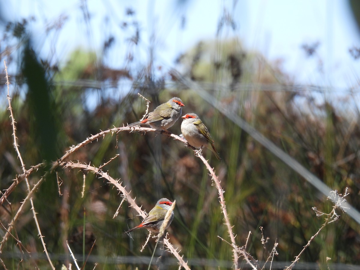 Red-browed Firetail (Gray-vented) - ML647543200