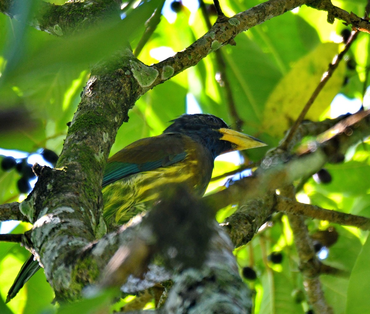 Great Barbet - ML647543205