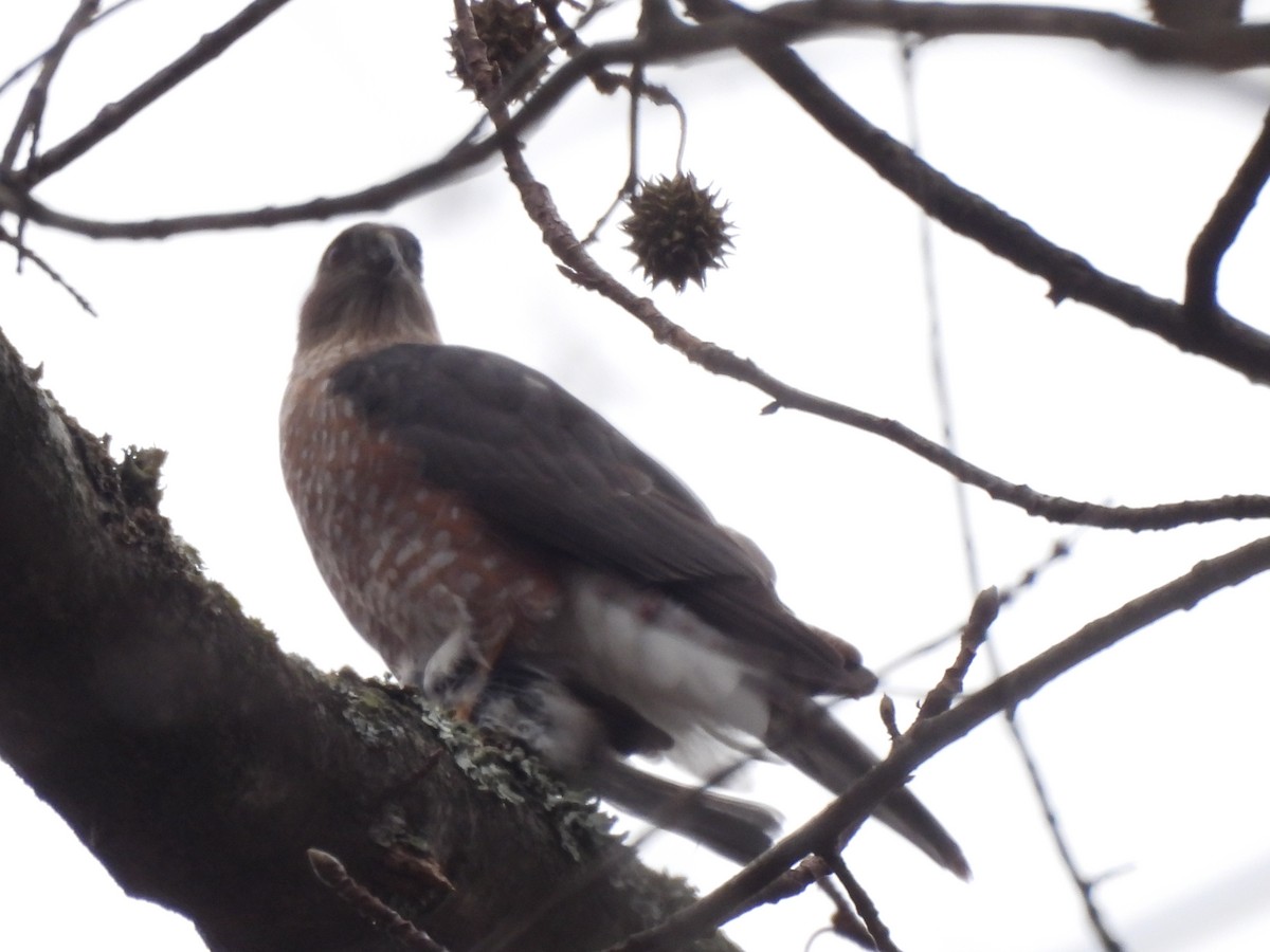 Cooper's Hawk - ML647543216