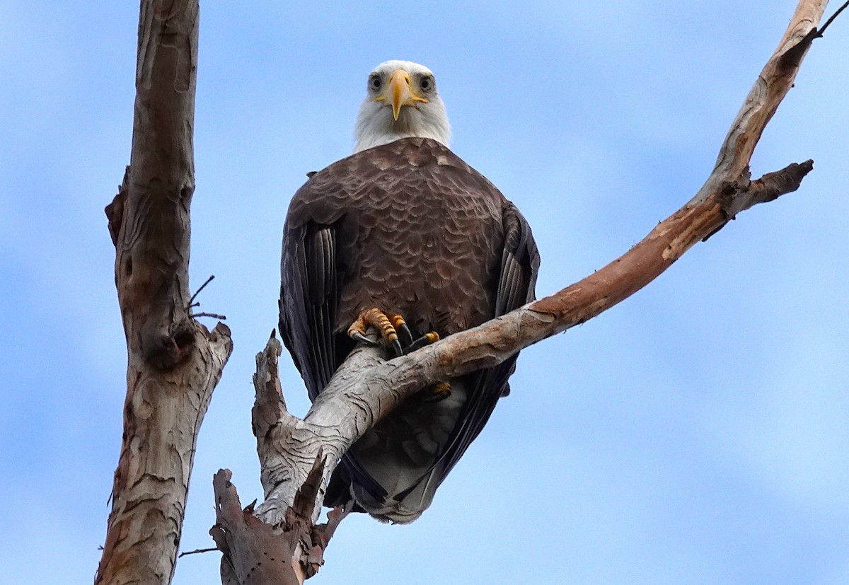 Bald Eagle - ML647543230