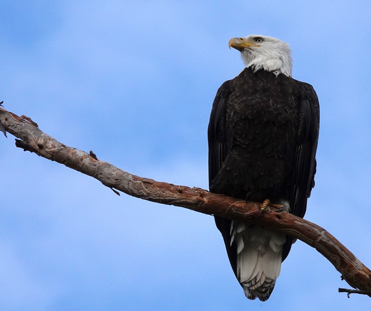 Bald Eagle - ML647543231