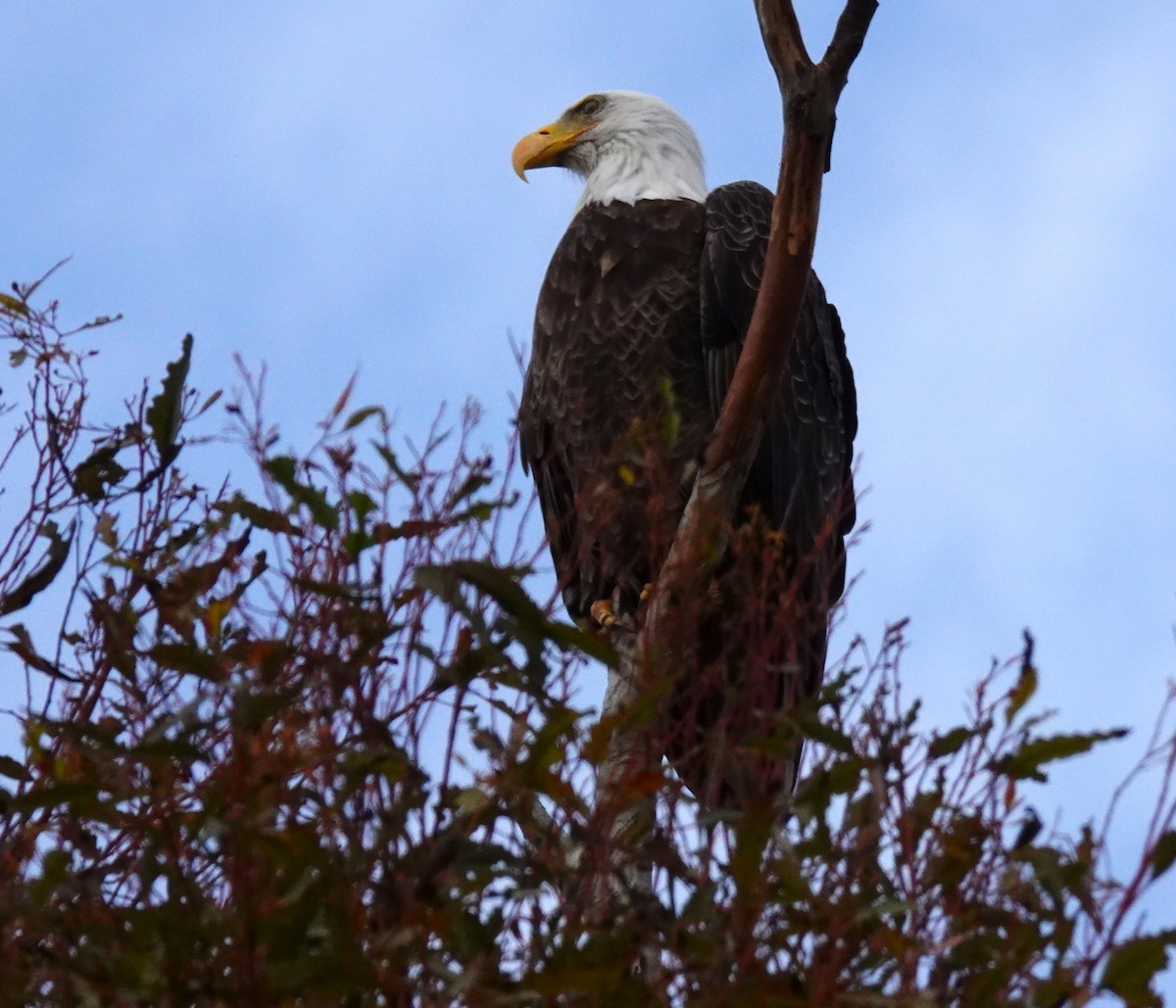 Bald Eagle - ML647543232