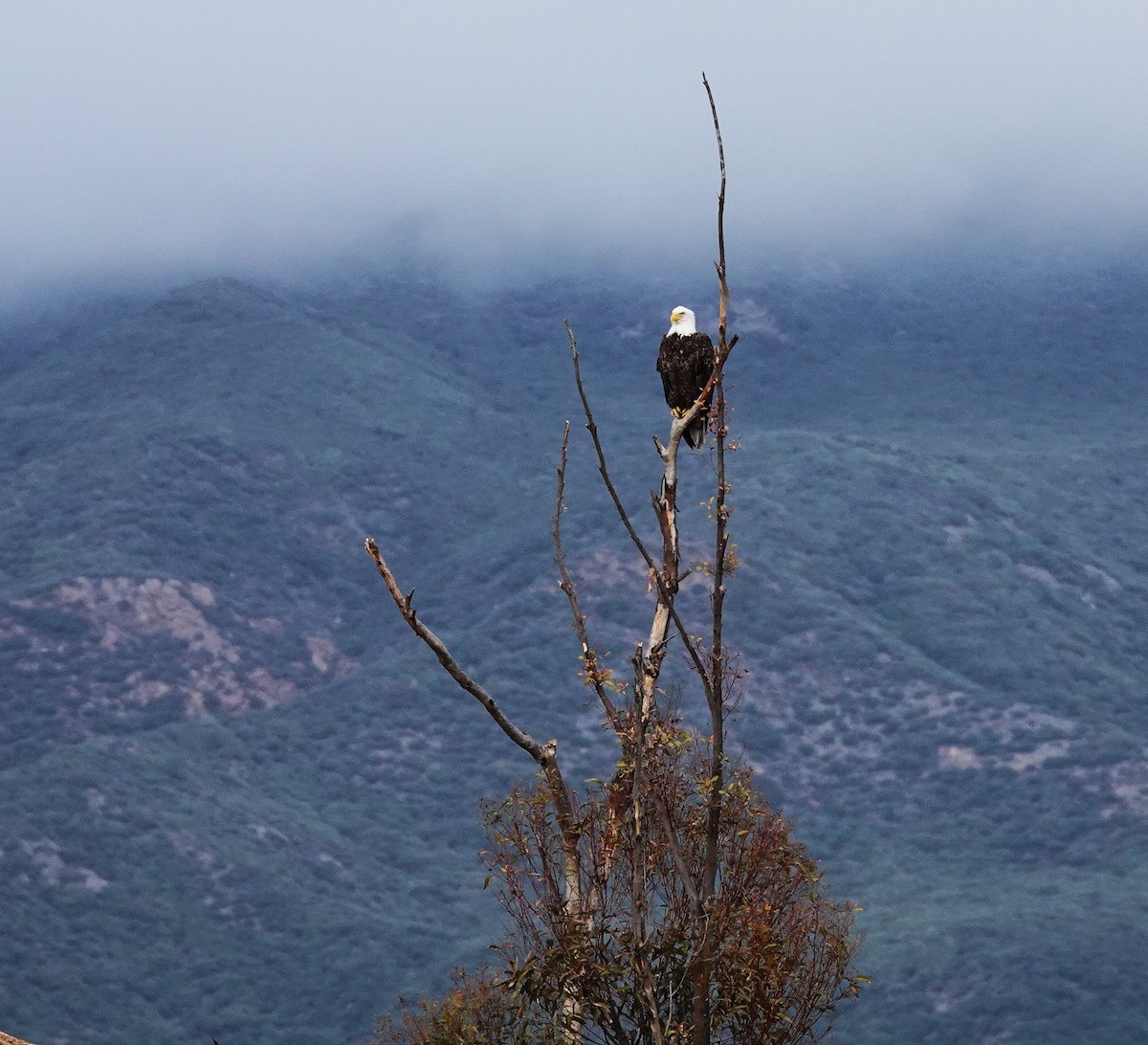 Bald Eagle - ML647543233