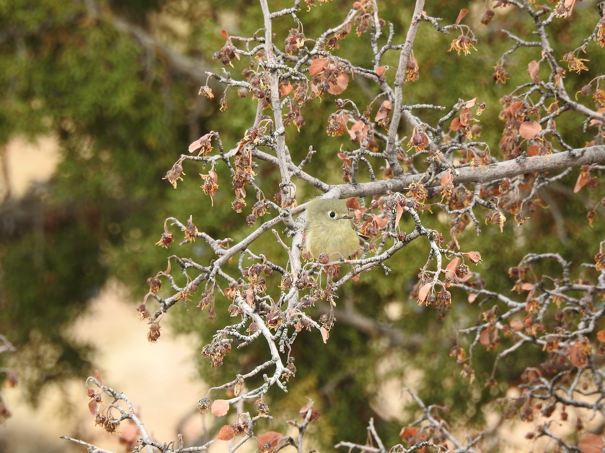 králíček americký - ML647543235