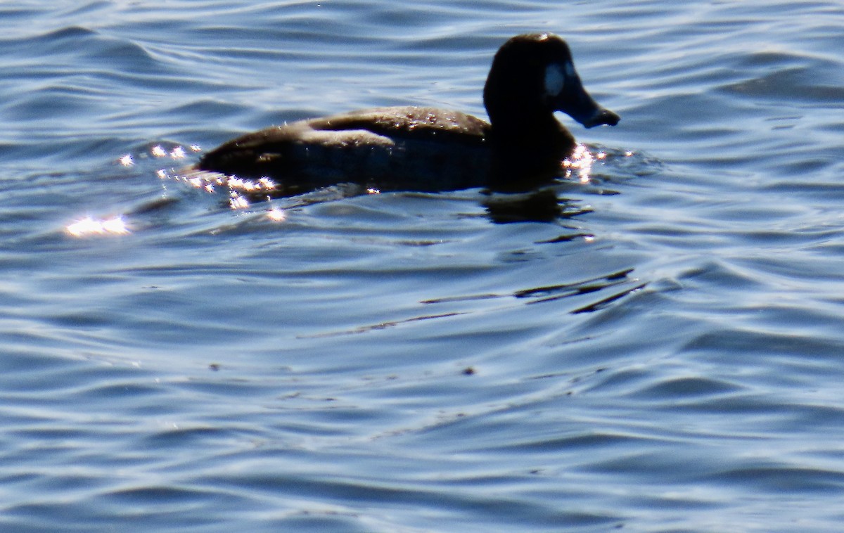 Морская чернеть - ML647543241