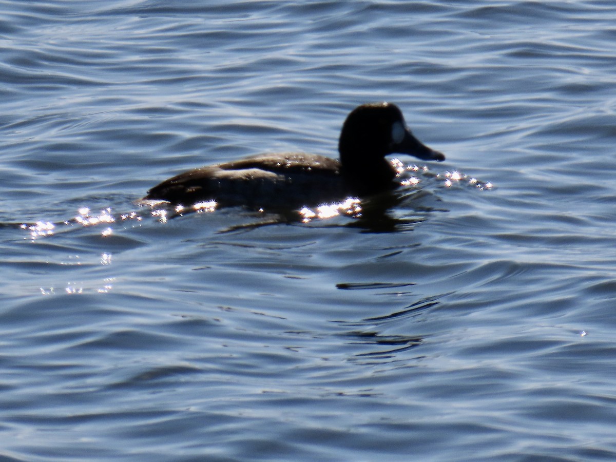 Морская чернеть - ML647543242