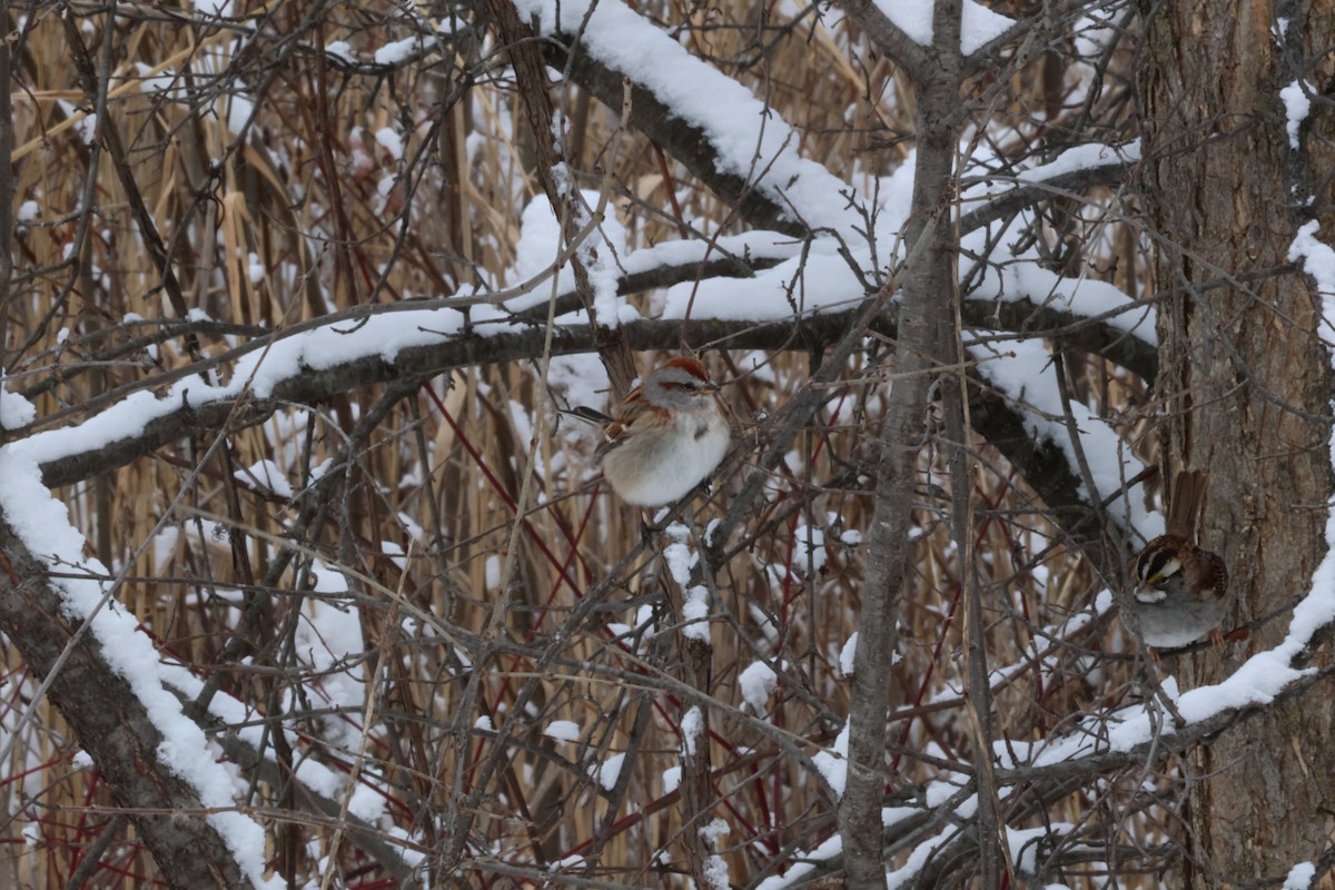 ムナフヒメドリ - ML647543244