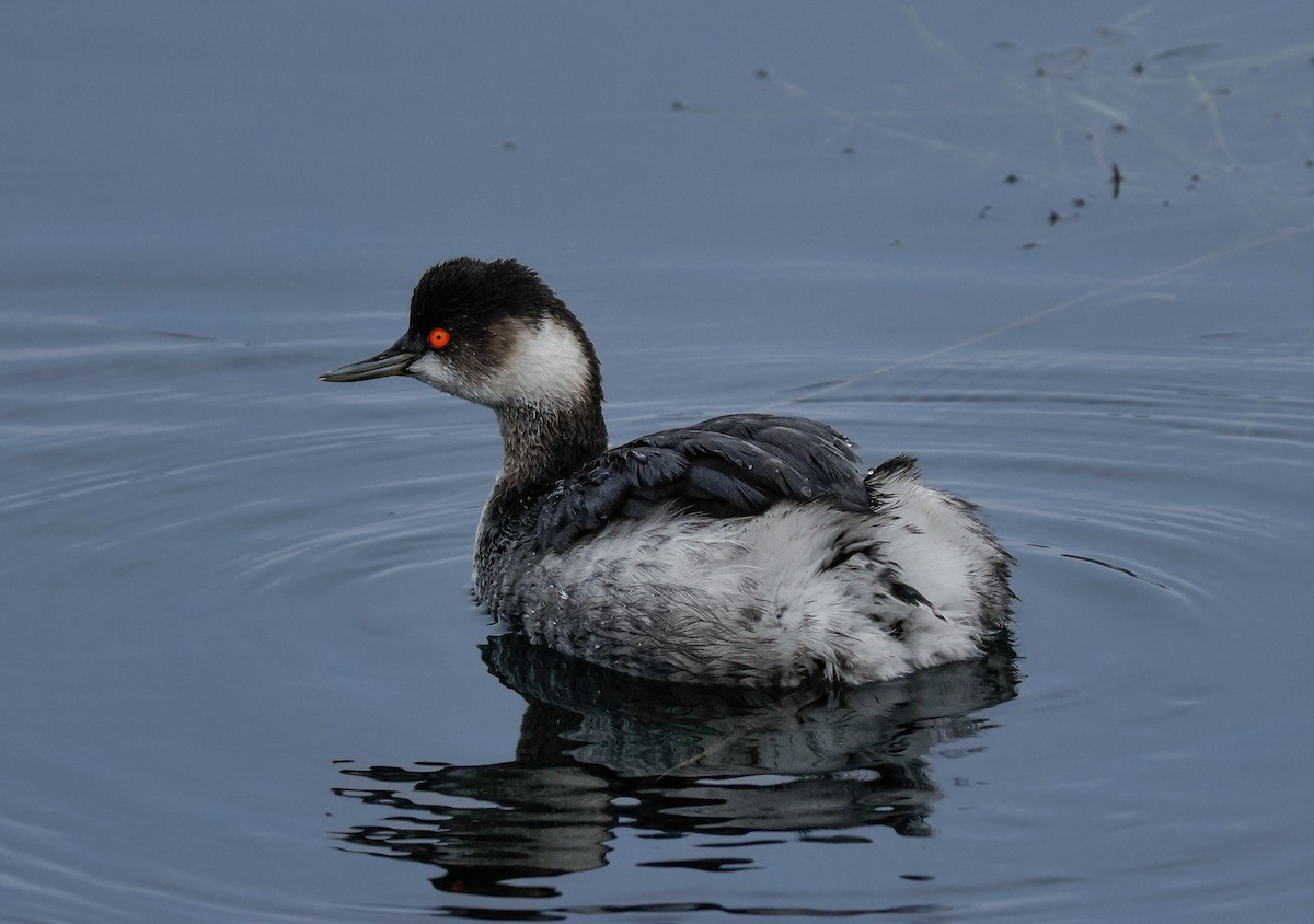 Grèbe à cou noir - ML647543273