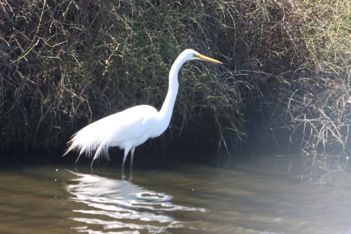 Great Egret - ML647543275