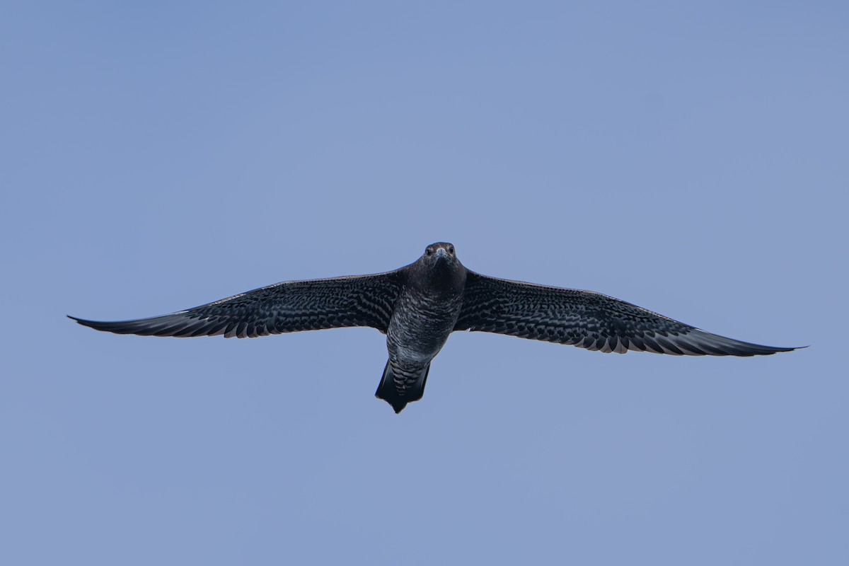 Parasitic Jaeger - ML647543276