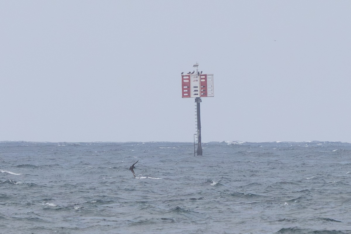 Pomarine Jaeger - ML647543277