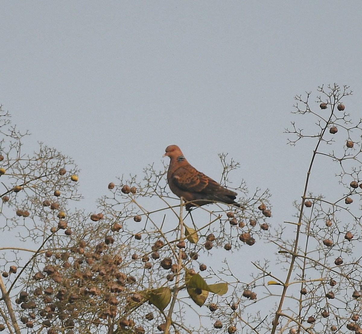 Oriental Turtle-Dove - ML647543278