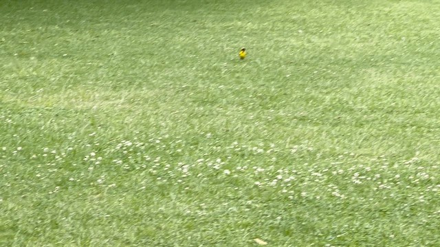 Southern Masked-Weaver - ML647543280