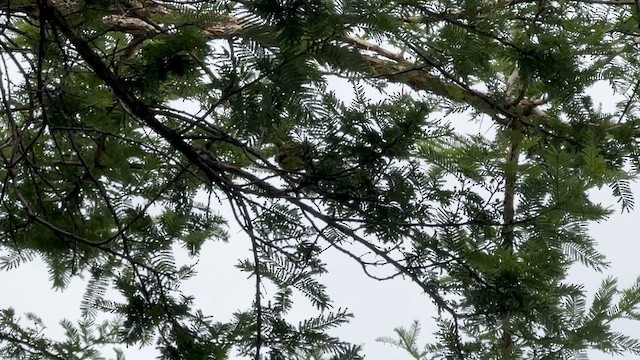 Southern Masked-Weaver - ML647543281