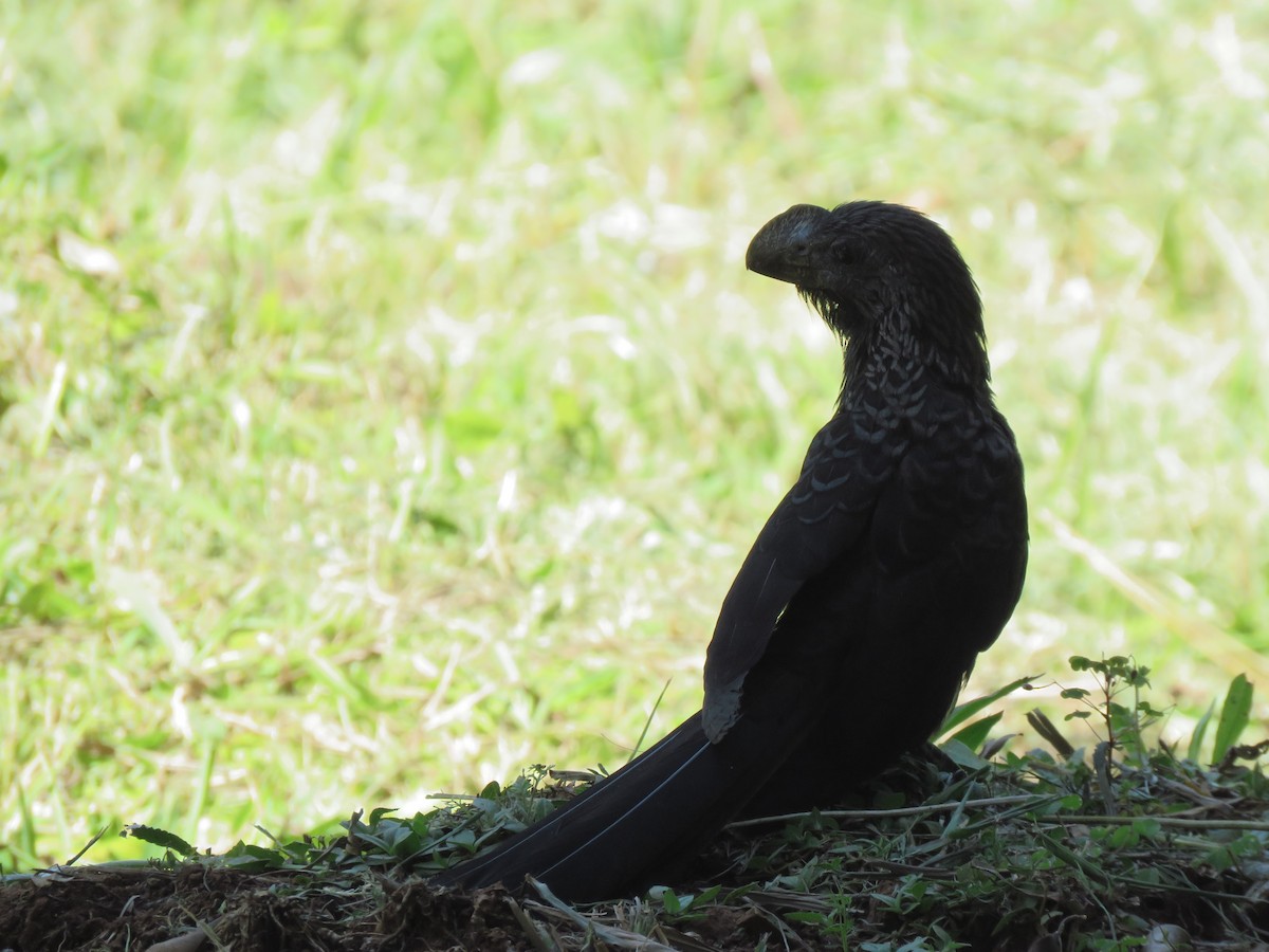 Smooth-billed Ani - ML647543282