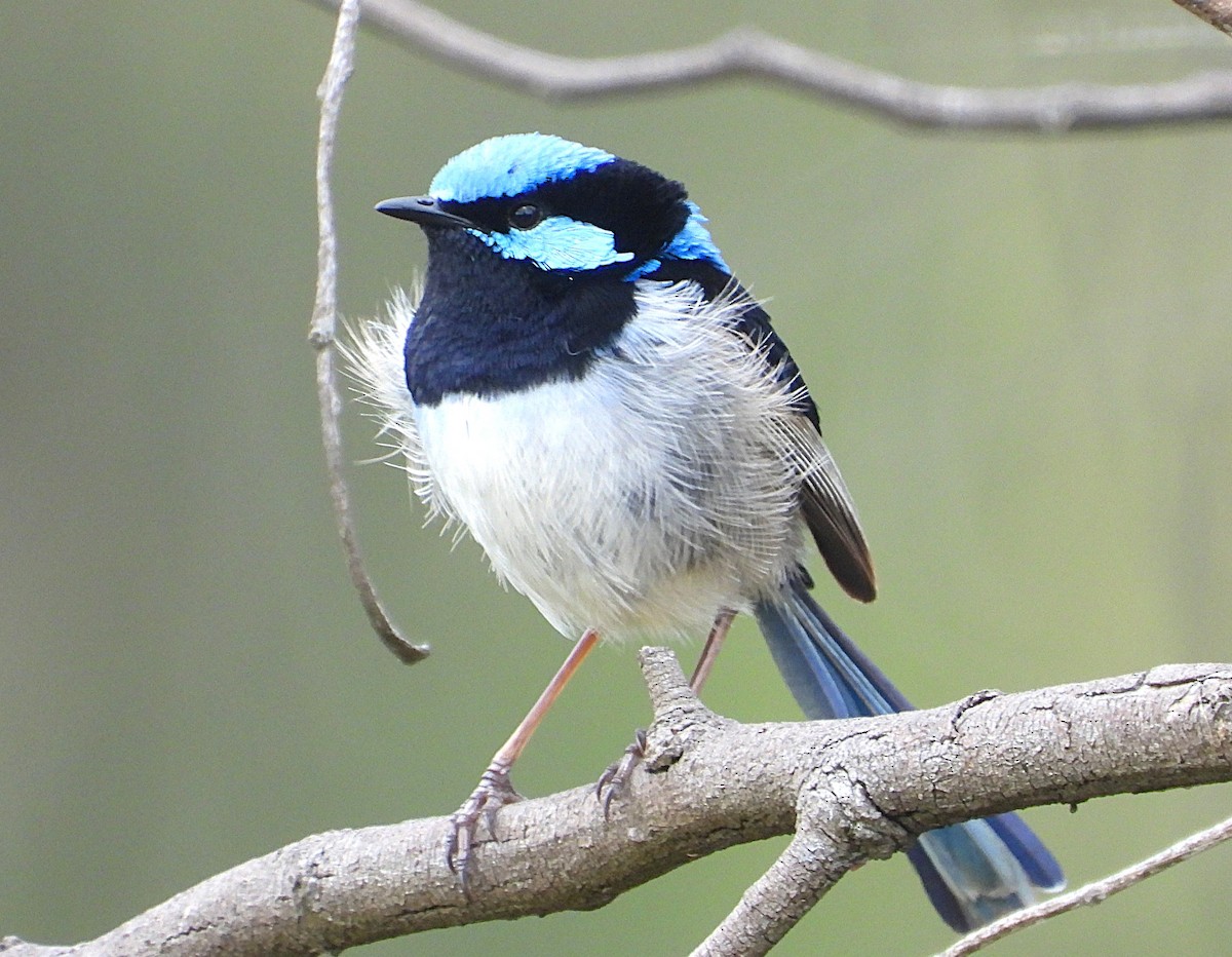Superb Fairywren - ML647543283