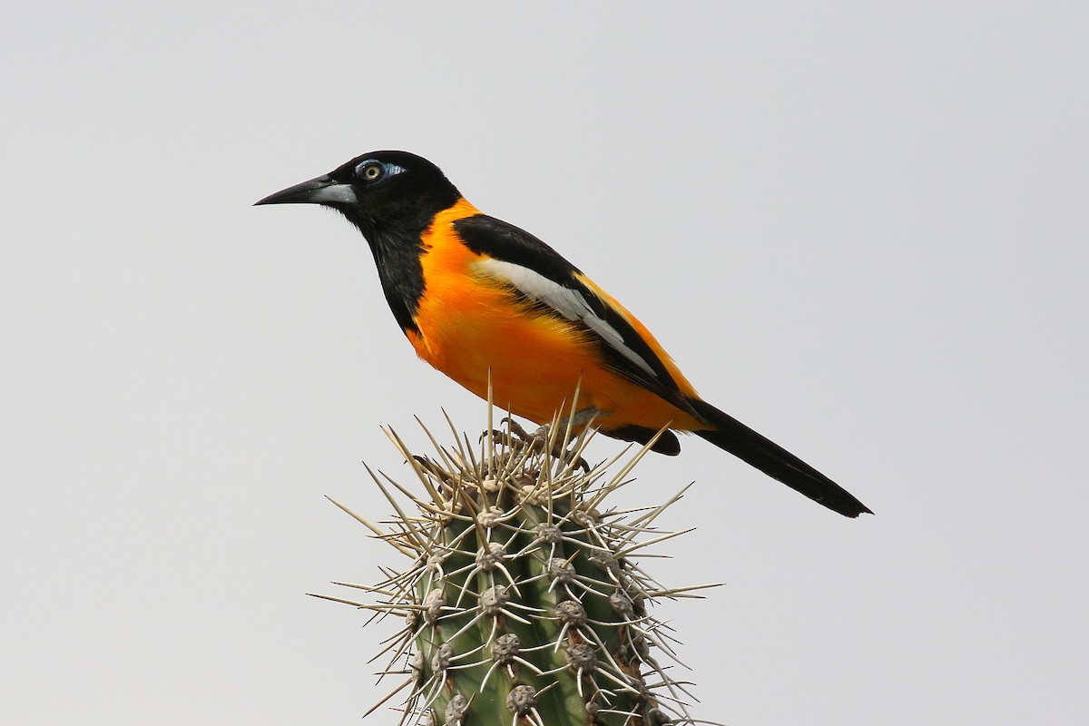 Venezuelan Troupial - ML647543285