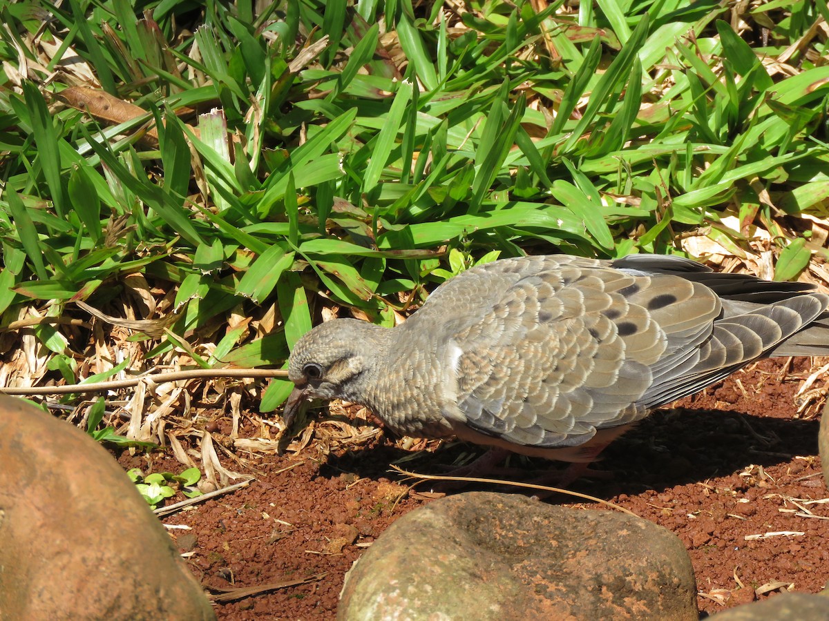 Eared Dove - ML647543286