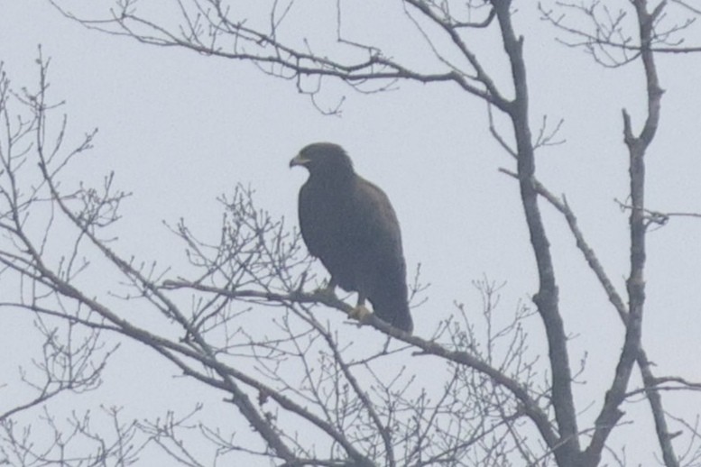 Greater Spotted Eagle - ML647543289
