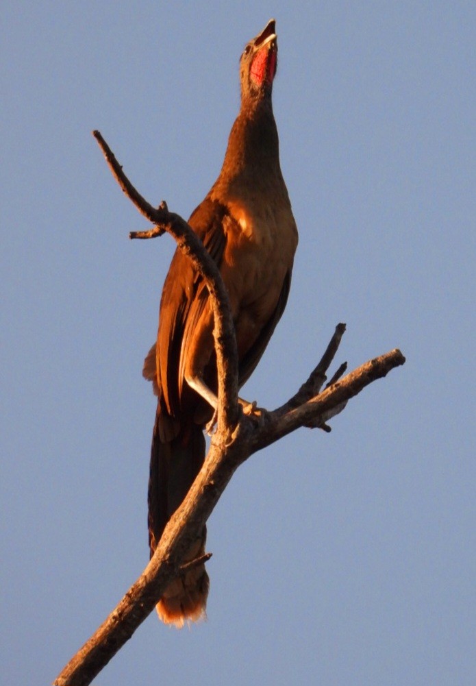 Plain Chachalaca - ML647543293
