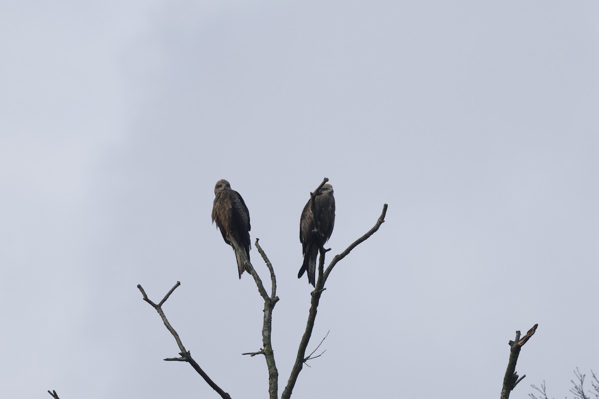 Black Kite - ML647543294