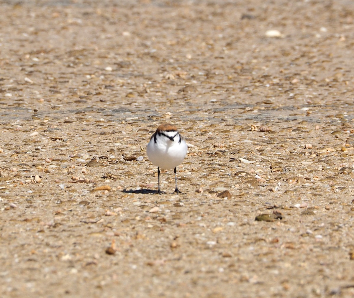 Red-capped Plover - ML647543296