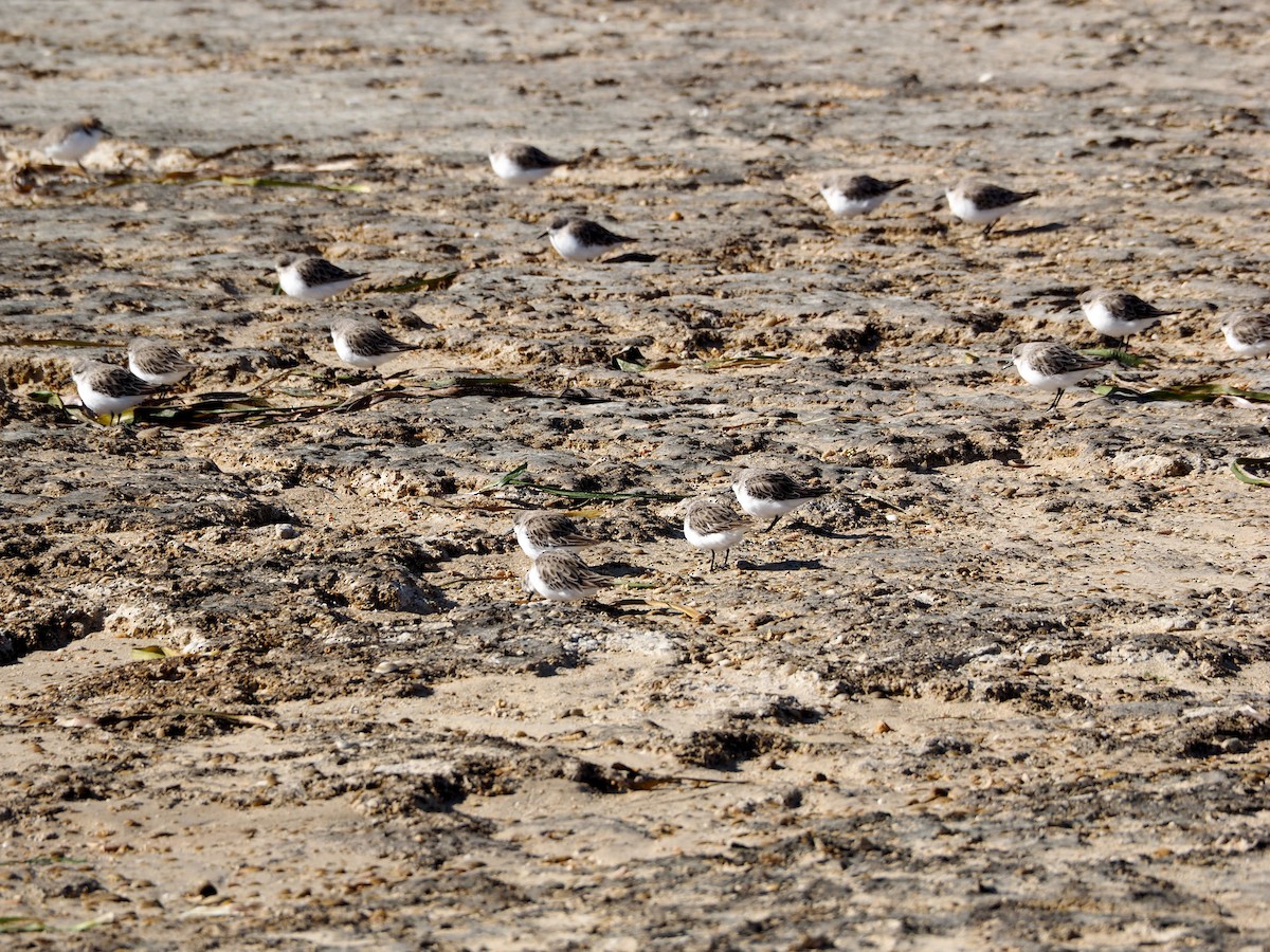 Red-capped Plover - ML647543297