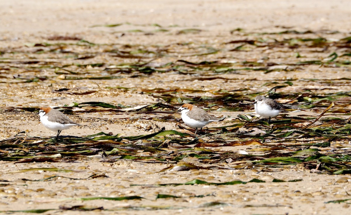 Red-capped Plover - ML647543298