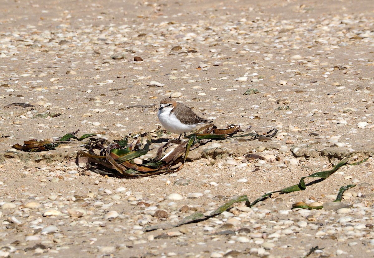Red-capped Plover - ML647543299