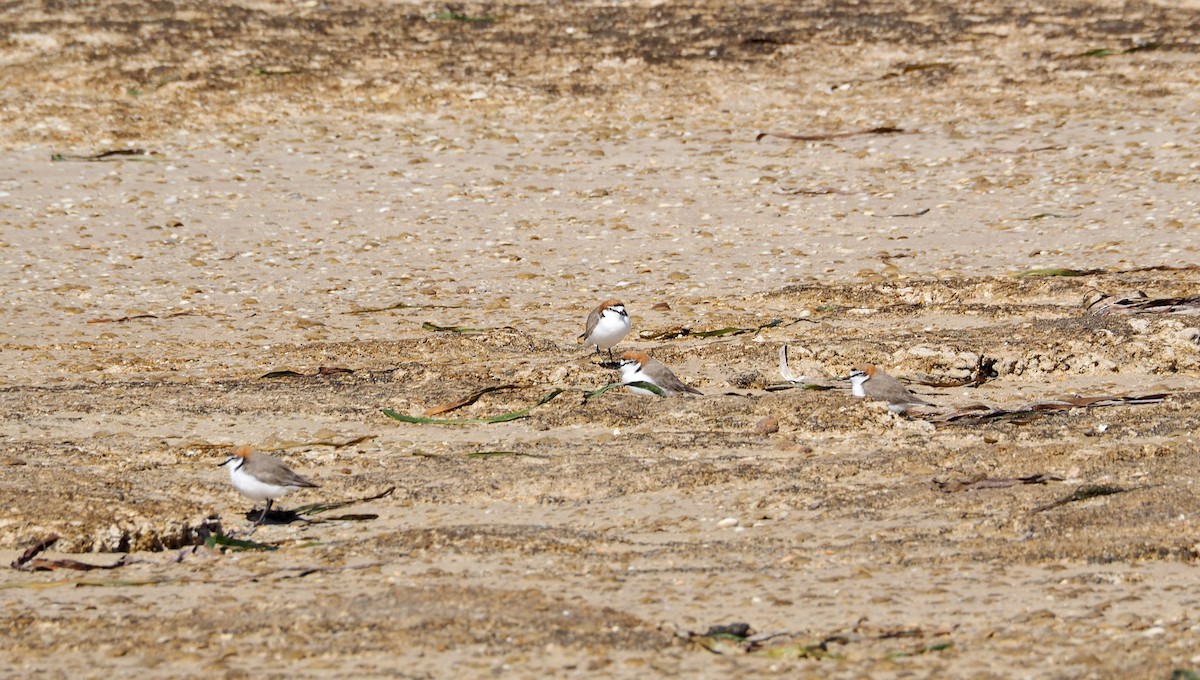 Red-capped Plover - ML647543300