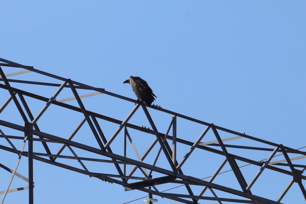 White-backed Vulture - ML647543301