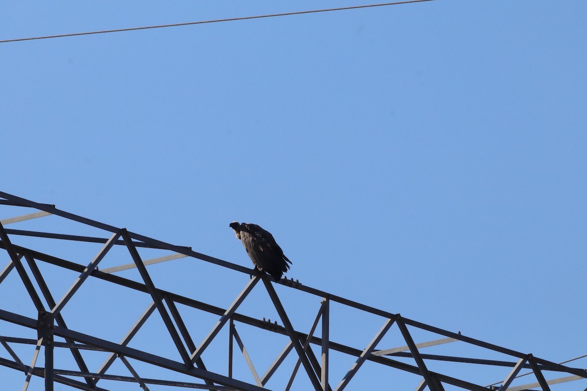 White-backed Vulture - ML647543302
