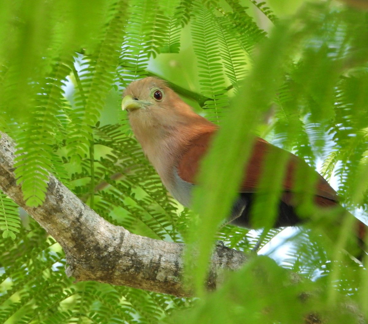 Common Squirrel-Cuckoo - ML647543303