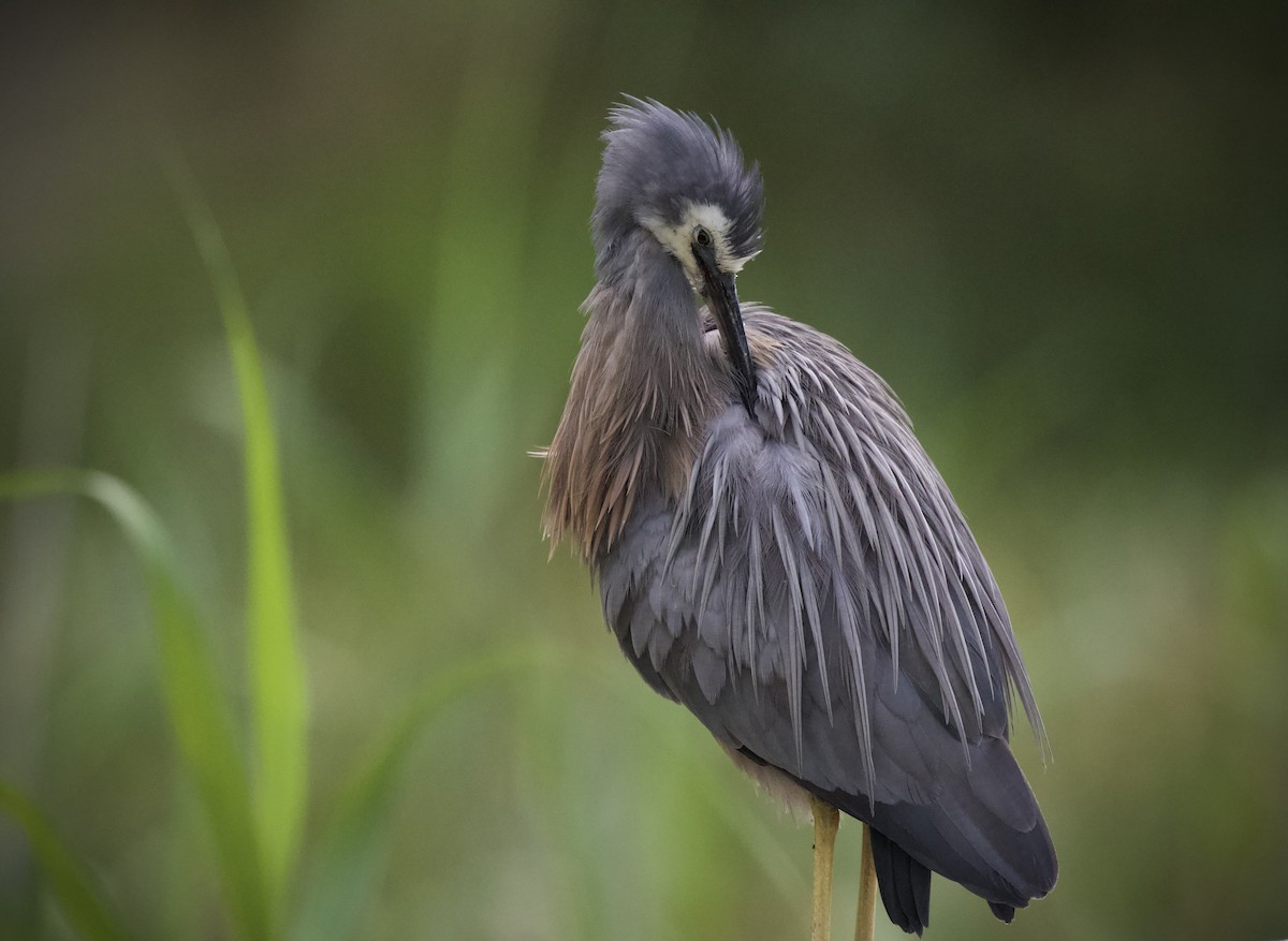 White-faced Heron - ML647543305