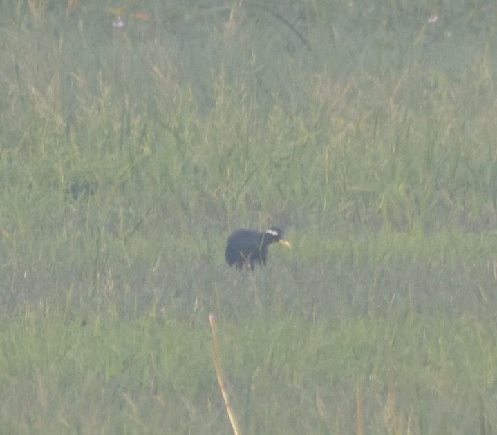 Bronze-winged Jacana - ML647543307