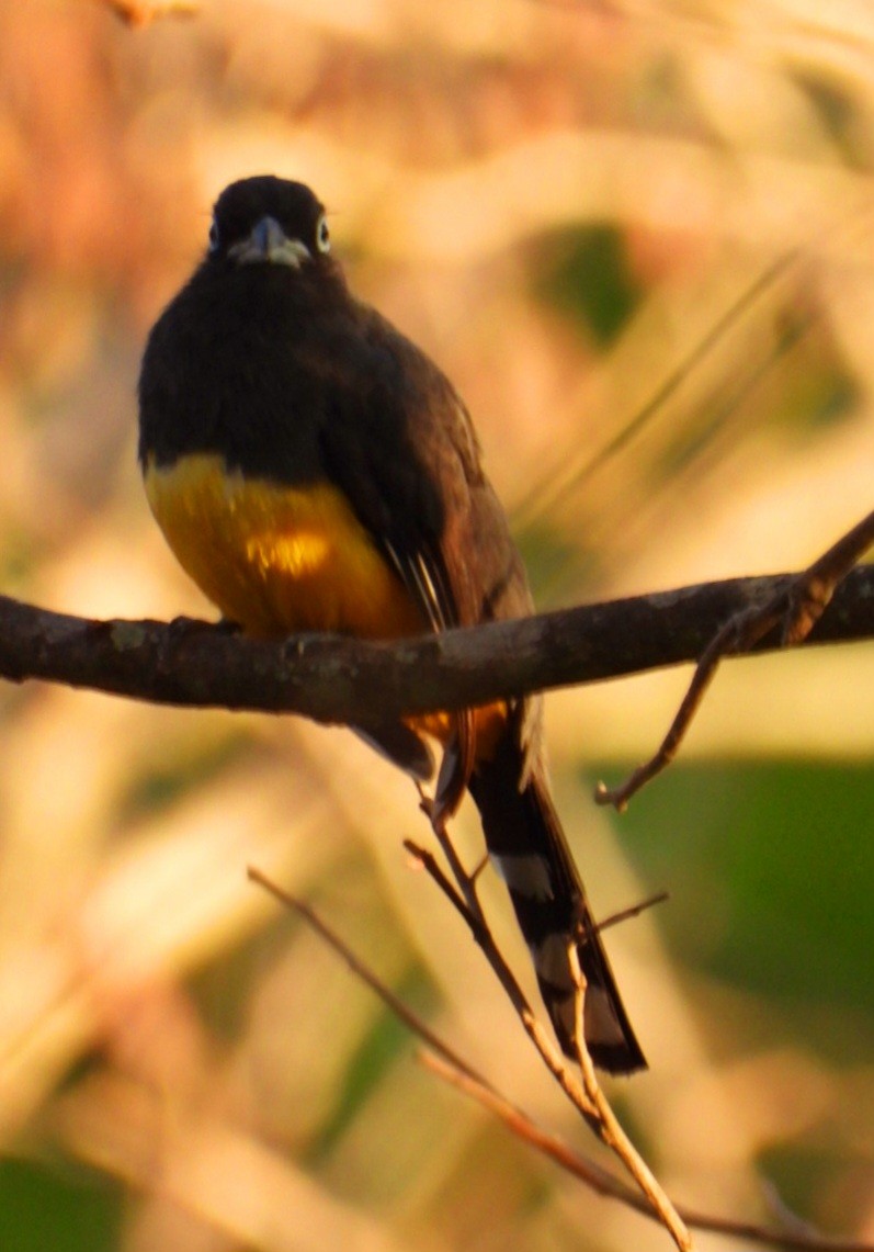 Black-headed Trogon - ML647543308