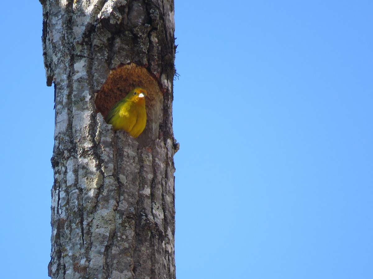 Saffron Finch - ML647543311
