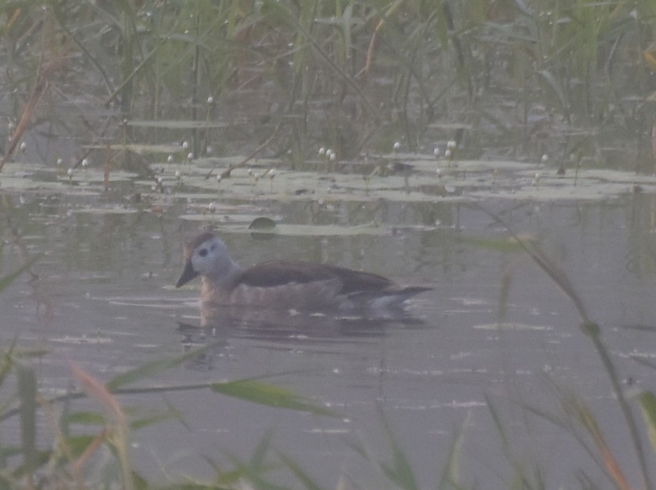 Cotton Pygmy-Goose - ML647543312