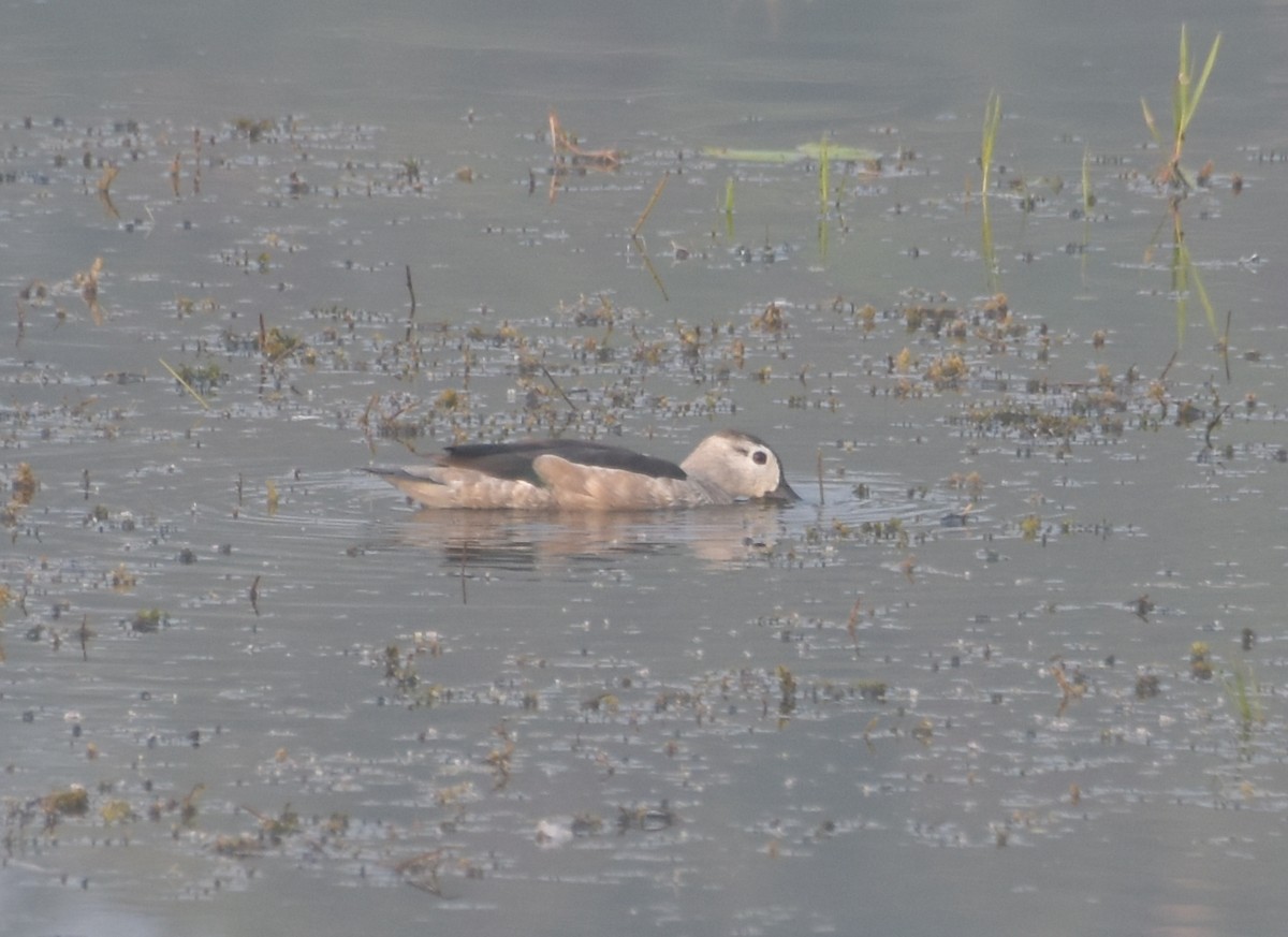 Cotton Pygmy-Goose - ML647543313