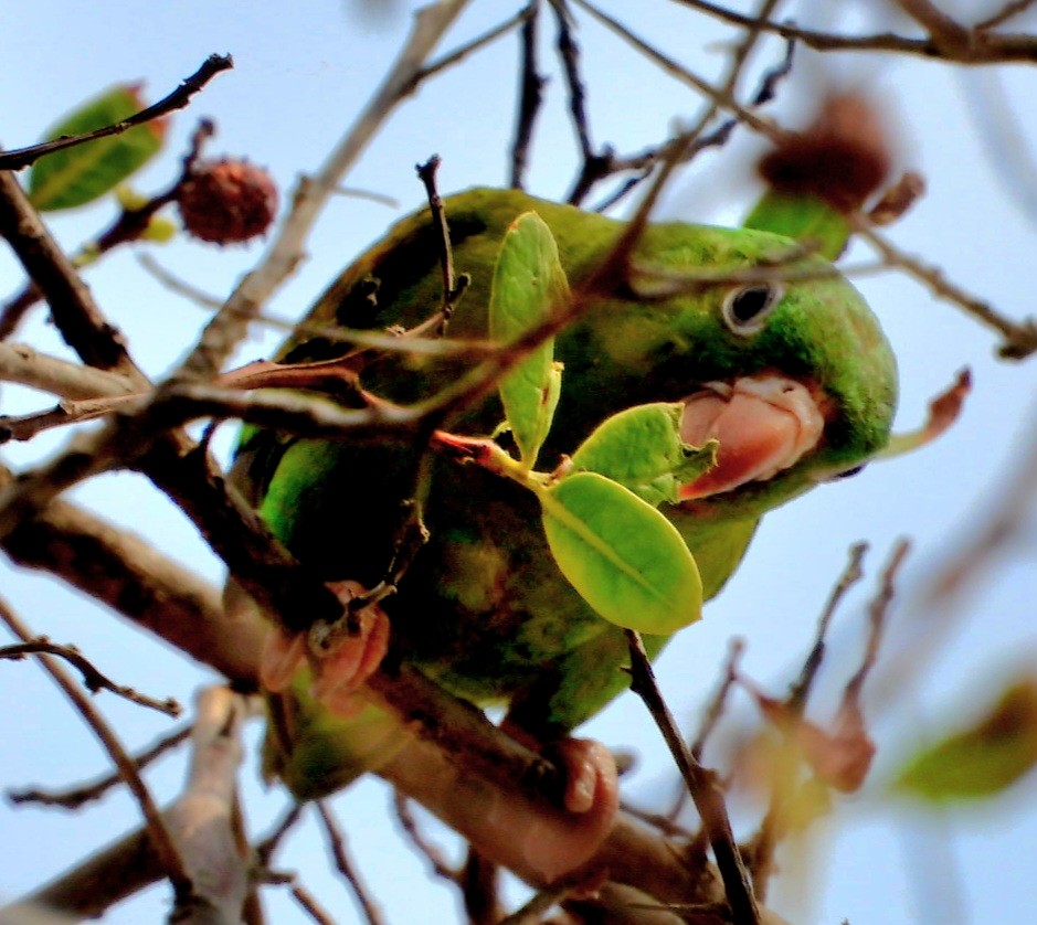 Orange-chinned Parakeet - ML647543314