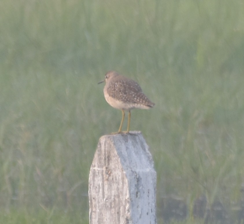 vodouš bahenní - ML647543322