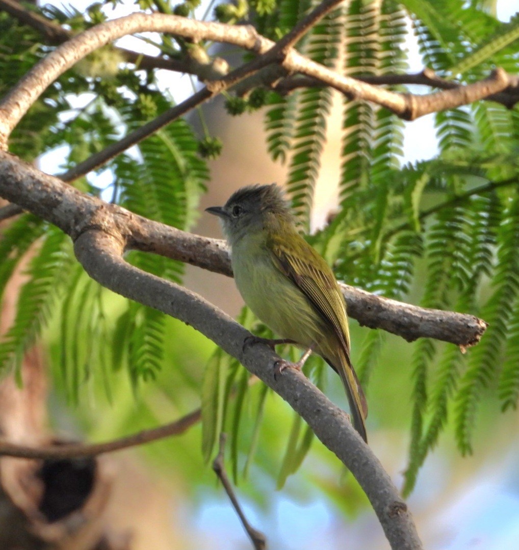 Yellow-olive Flatbill - ML647543325