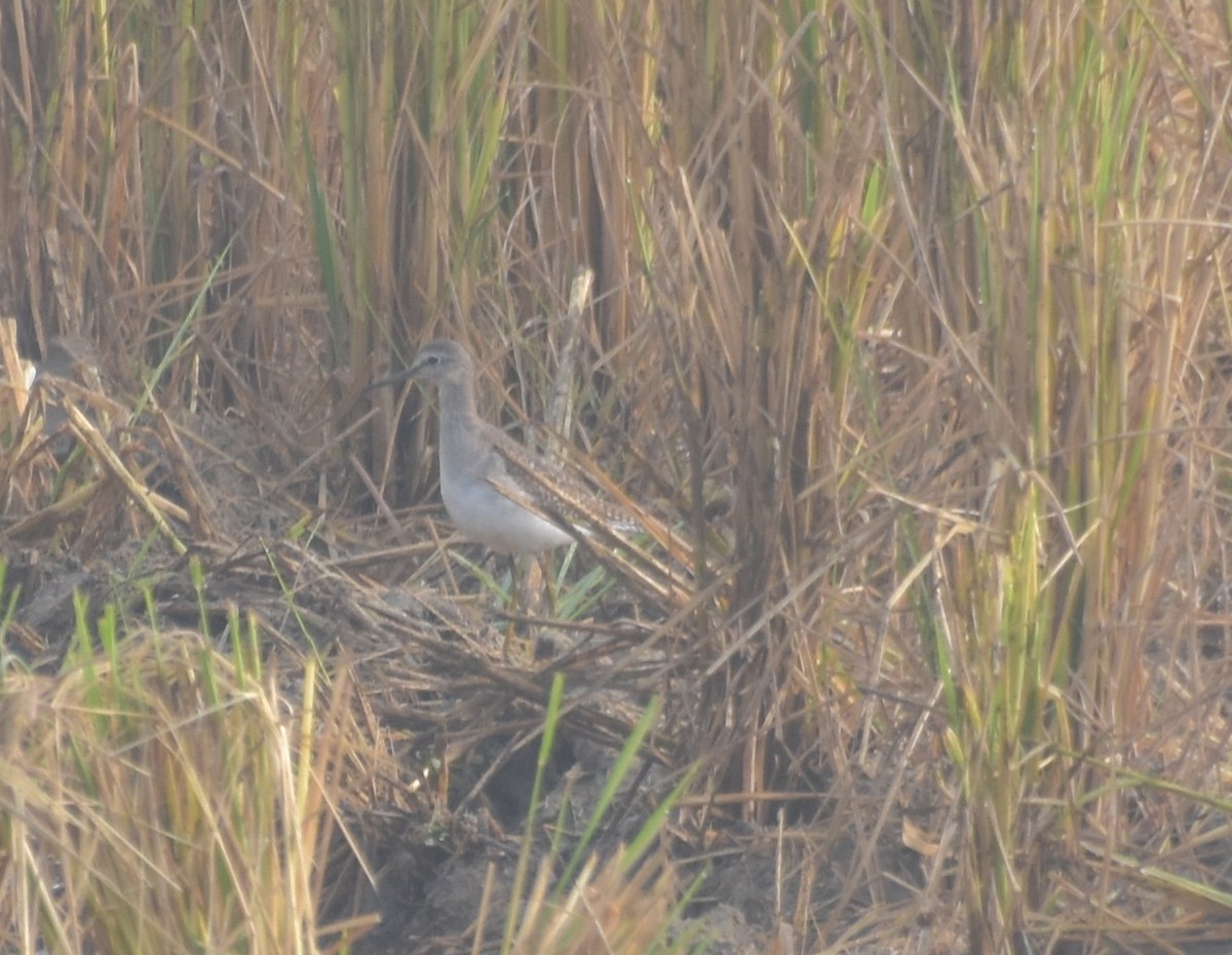 vodouš bahenní - ML647543326