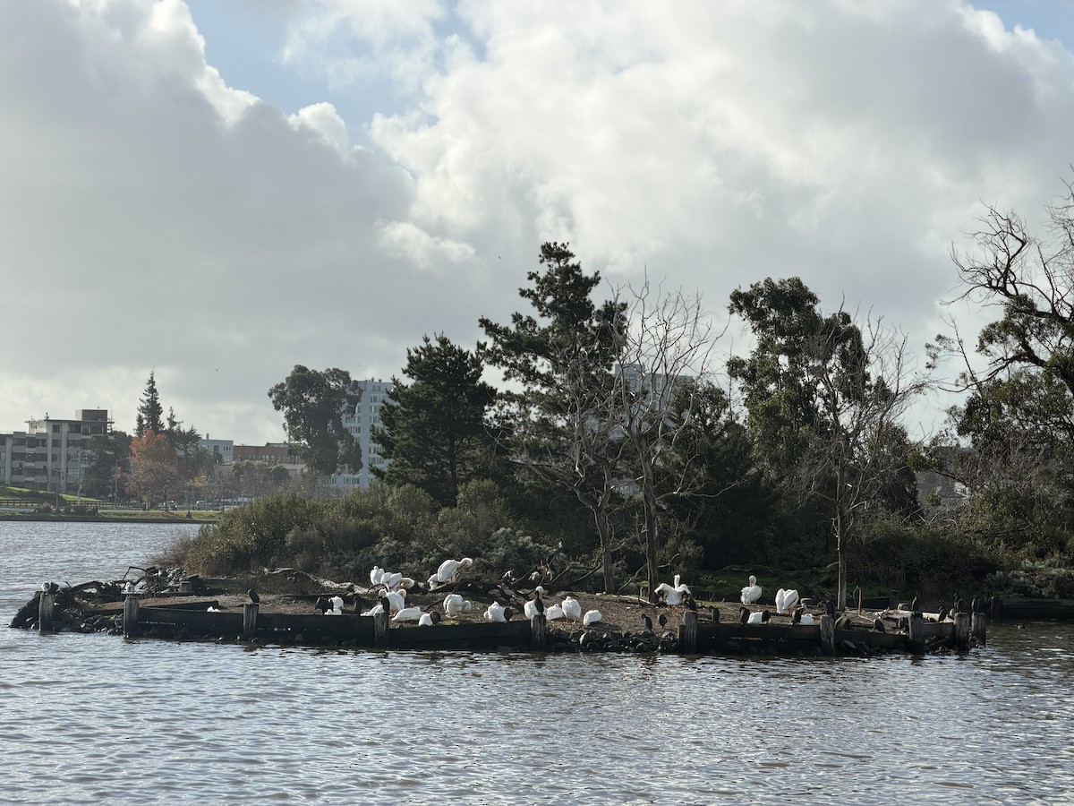 American White Pelican - ML647543333