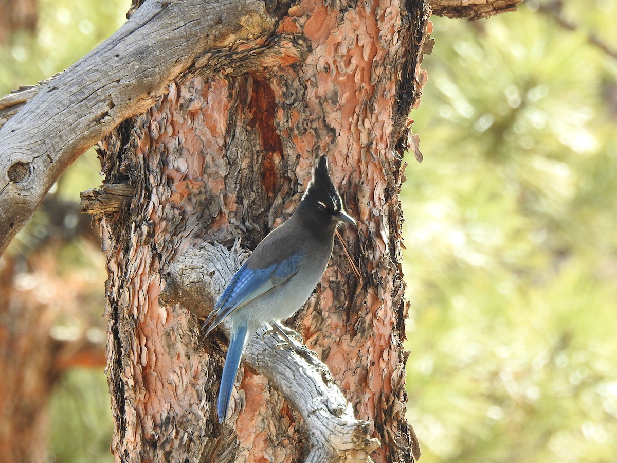 Steller's Jay - ML647543334