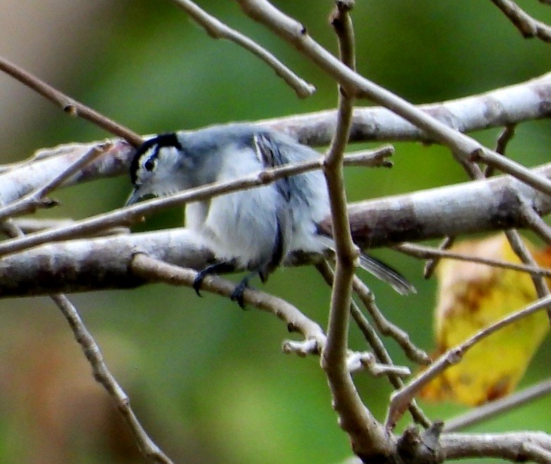 White-browed Gnatcatcher - ML647543336
